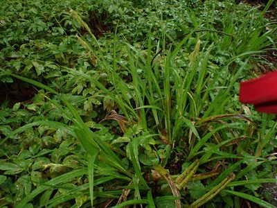 Carex strigosa, photographed by Skjold Søndergaard