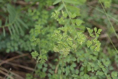 Thalictrum foetidum, photographed by Nina Filippova