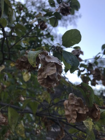 Hymenocardia ulmoides, photographed by rosshawkins