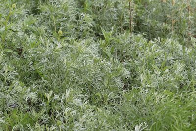 Artemisia sericea, photographed by Nina Filippova