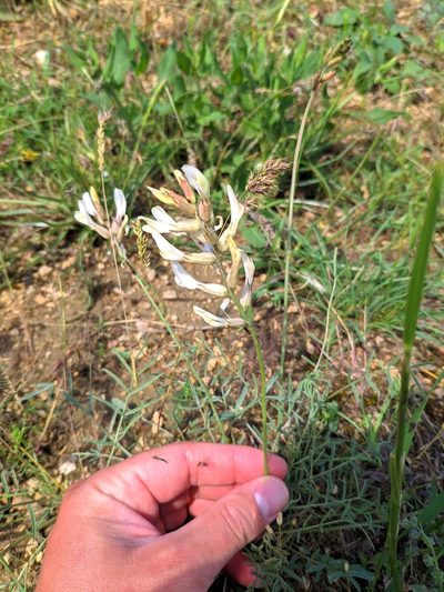 Astragalus pallescens, photographed by Denys Vynokurov