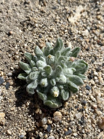 Eatonella nivea, photographed by Matt Berger