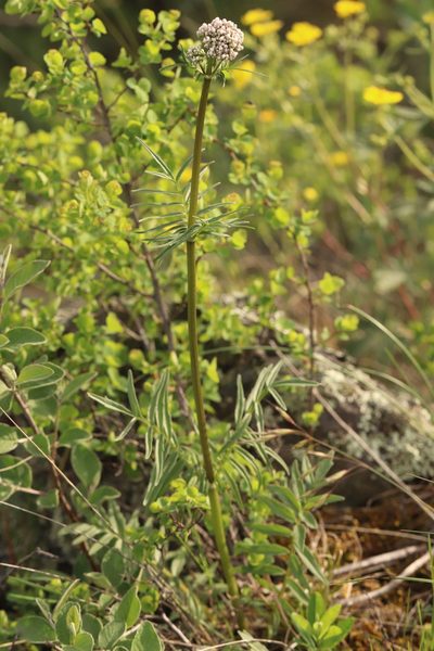 Valeriana rossica, photographed by Nina Filippova
