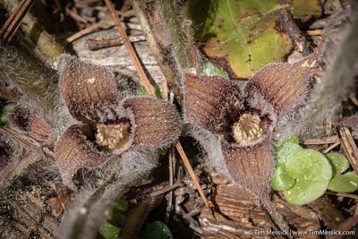Asarum hartwegii, photographed by Tim Messick