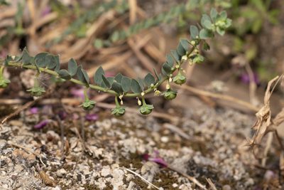 Andrachne telephioides, photographed by Eleftherios Katsillis