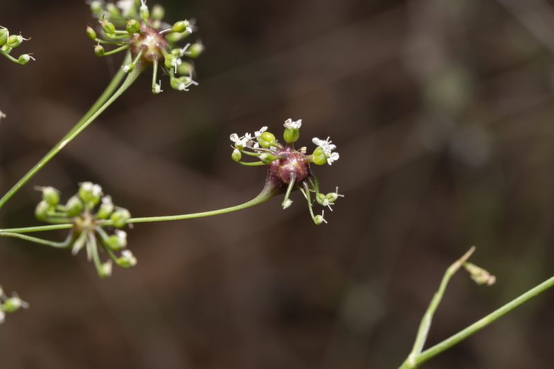 Scaligeria napiformis, photographed by Eleftherios Katsillis