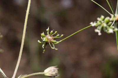 Scaligeria napiformis, photographed by Eleftherios Katsillis