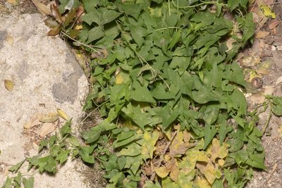 Convolvulus scammonia, photographed by Eleftherios Katsillis