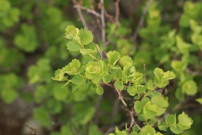 Spiraea trilobata, photographed by Nina Filippova