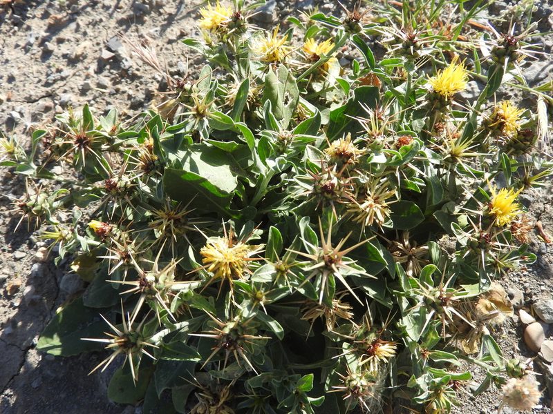 Centaurea sicula, photographed by Abdenour Kheloufi