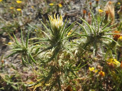 Carthamus creticus, photographed by Abdenour Kheloufi