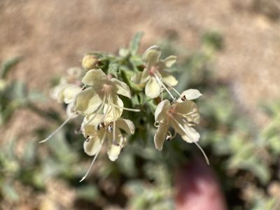 Tetraclea coulteri, photographed by Sue Carnahan