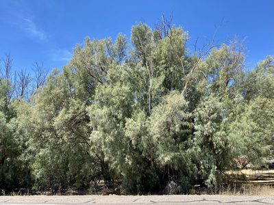 Tamarix aphylla, photographed by Sue Carnahan