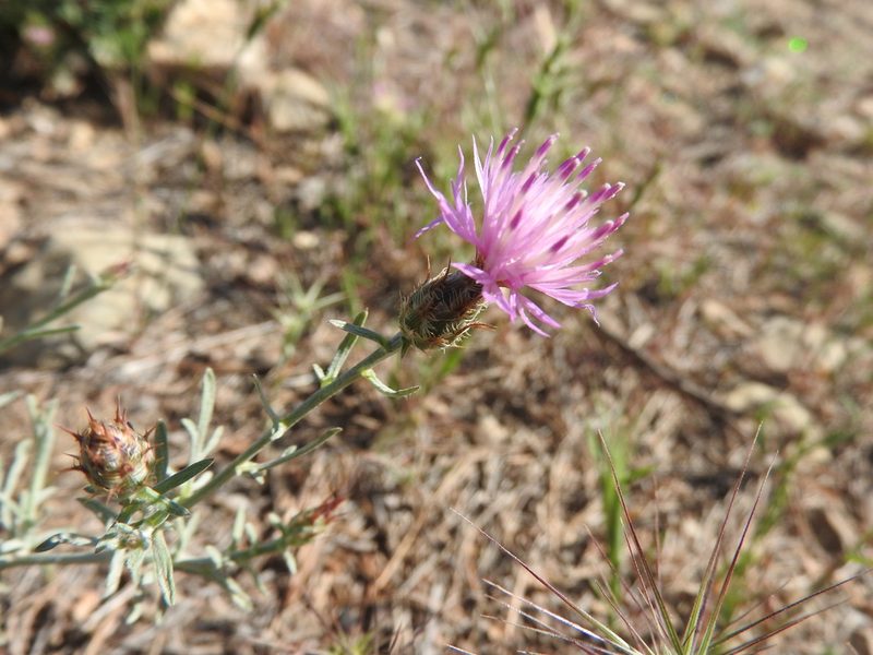 Centaurea parviflora, photographed by Abdenour Kheloufi