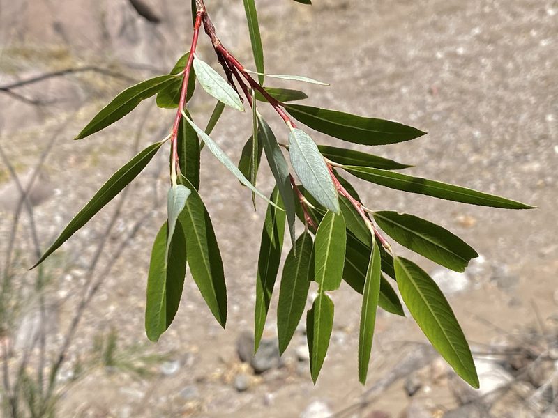 Salix bonplandiana, photographed by Sue Carnahan