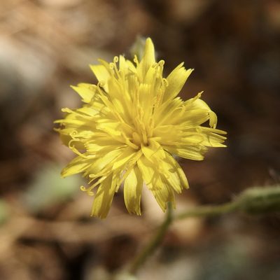 Hieracium fendleri, photographed by Sue Carnahan