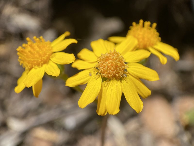 Packera neomexicana, photographed by Sue Carnahan