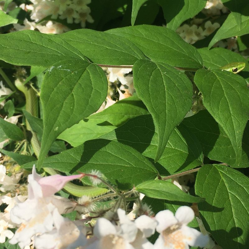 Linnaea amabilis, photographed by sm4ney