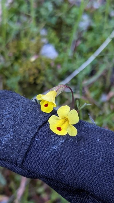 Erythranthe laciniata, photographed by My-Lan Le