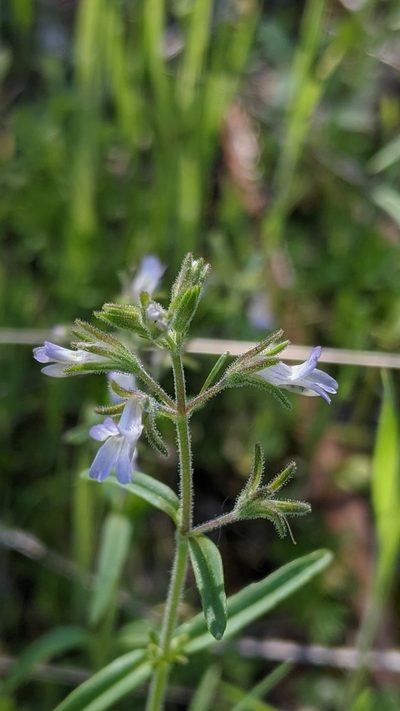 Collinsia childii, photographed by My-Lan Le