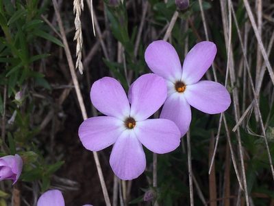 Phlox multiflora, photographed by Shalana Gray