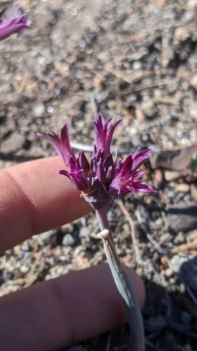 Allium abramsii, photographed by My-Lan Le