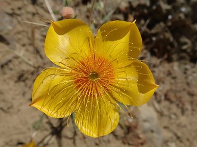 Mentzelia lindleyi, photographed by joergmlpts