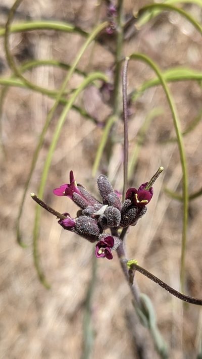 Boechera arcuata, photographed by My-Lan Le
