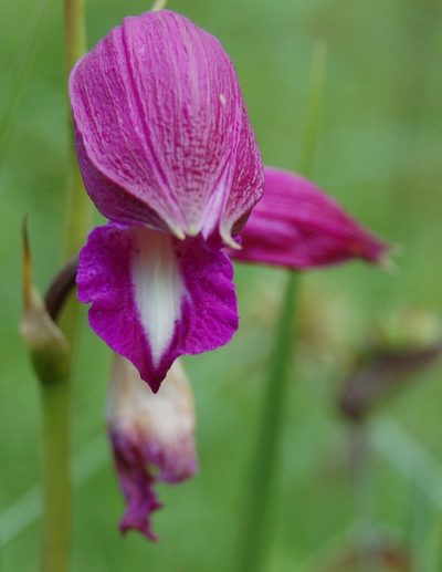 Bletia campanulata, photographed by Neptalí Ramírez Marcial