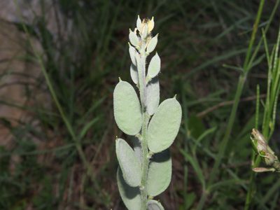 Fibigia clypeata, photographed by Emanuele Santarelli