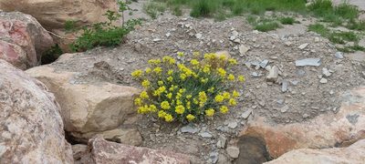 Physaria bellii, photographed by Jes Gray