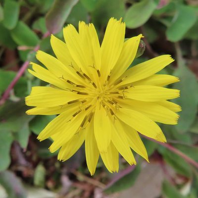 Ixeris stolonifera, photographed by Timur Kalininsky