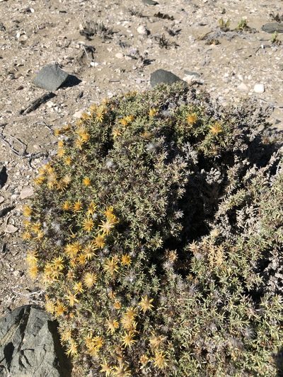 Chuquiraga ulicina, photographed by Ben Lyle Bedard