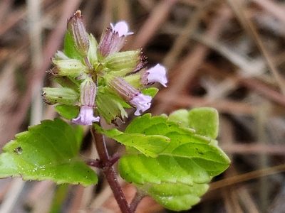 Clinopodium gracile, photographed by Tyler Bishop