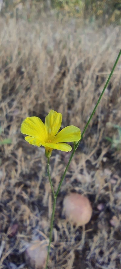Linum tenue, photographed by Santiago Martín-Bravo