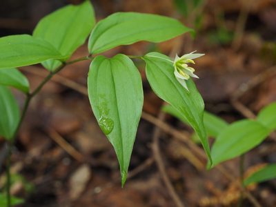 Disporum smilacinum, photographed by ITÔ, Hiroki