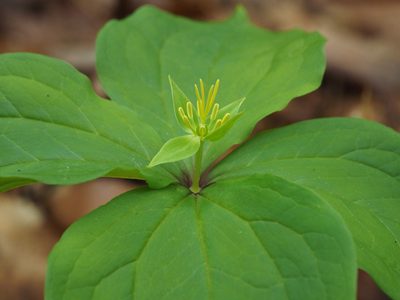 Paris tetraphylla, photographed by ITÔ, Hiroki