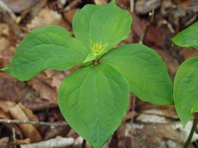 Paris tetraphylla, photographed by ITÔ, Hiroki