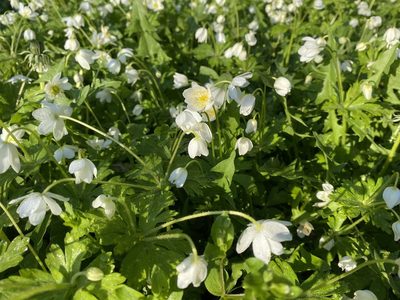 Anemonastrum flaccidum, photographed by ITÔ, Hiroki