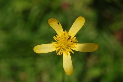 Ranunculus petiolaris, photographed by Neptalí Ramírez Marcial