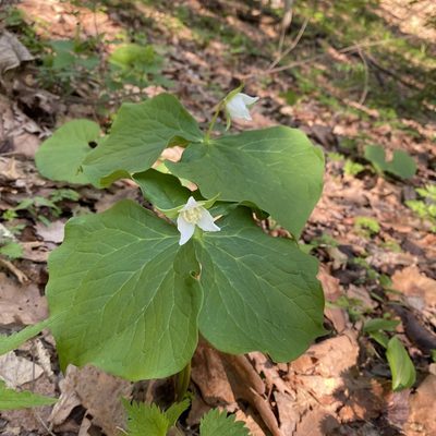 Trillium tschonoskii, photographed by ITÔ, Hiroki