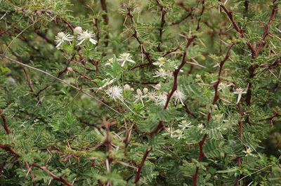 Clematis dioica, photographed by Neptalí Ramírez Marcial