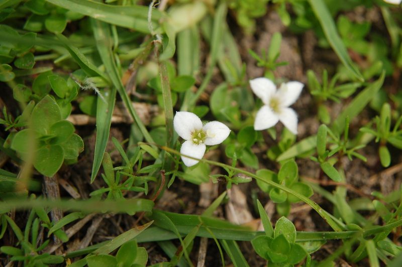 Arcytophyllum serpyllaceum, photographed by Neptalí Ramírez Marcial