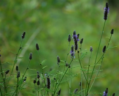 Dalea leporina, photographed by Neptalí Ramírez Marcial