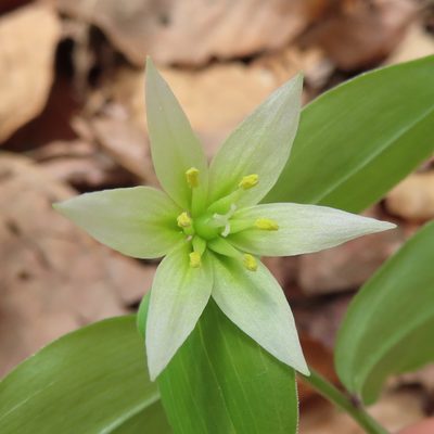 Disporum smilacinum, photographed by Timur Kalininsky
