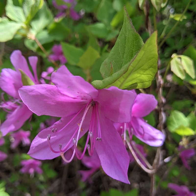 Rhododendron wadanum, photographed by Timur Kalininsky