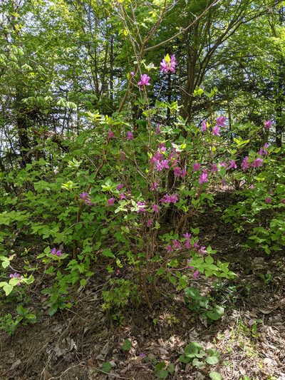 Rhododendron wadanum, photographed by Timur Kalininsky