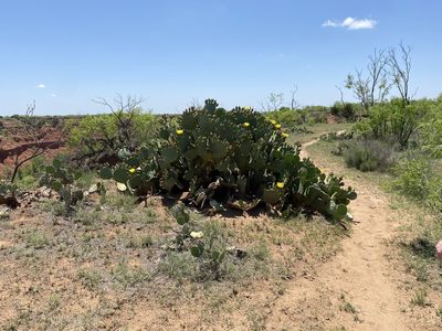 Opuntia orbiculata, photographed by Haley Daniels