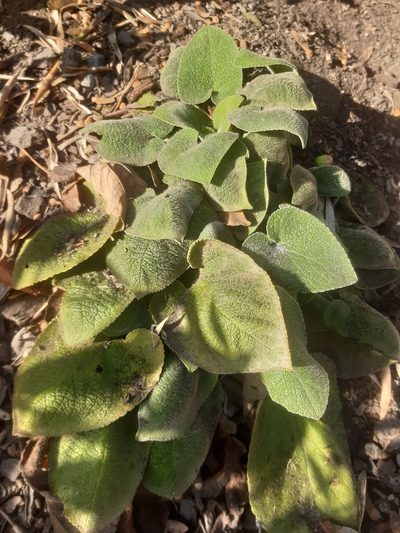 Phlomis russeliana, photographed by Tom Ferguson