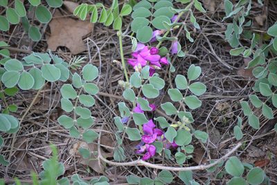 Tephrosia lindheimeri, photographed by Wes Copas